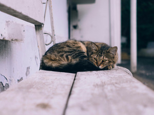 confort-chat